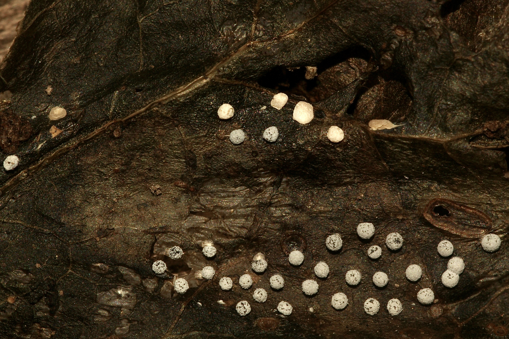 (1) Ein Schleim"pilz" auf alten und frischen Efeublättern: DIDYMIUM SQUAMULOSUM