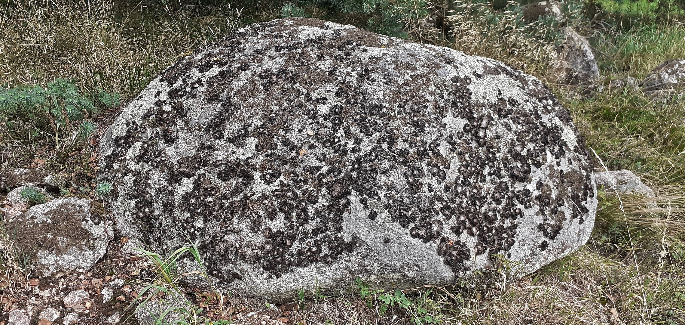 (1) Ein schöner Flechtenfelsen