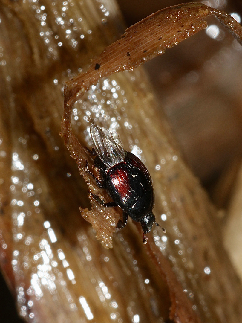 (1) Ein Stutzkäfer (Fam. Histeridae): MARGARINOTUS PURPURASCENS