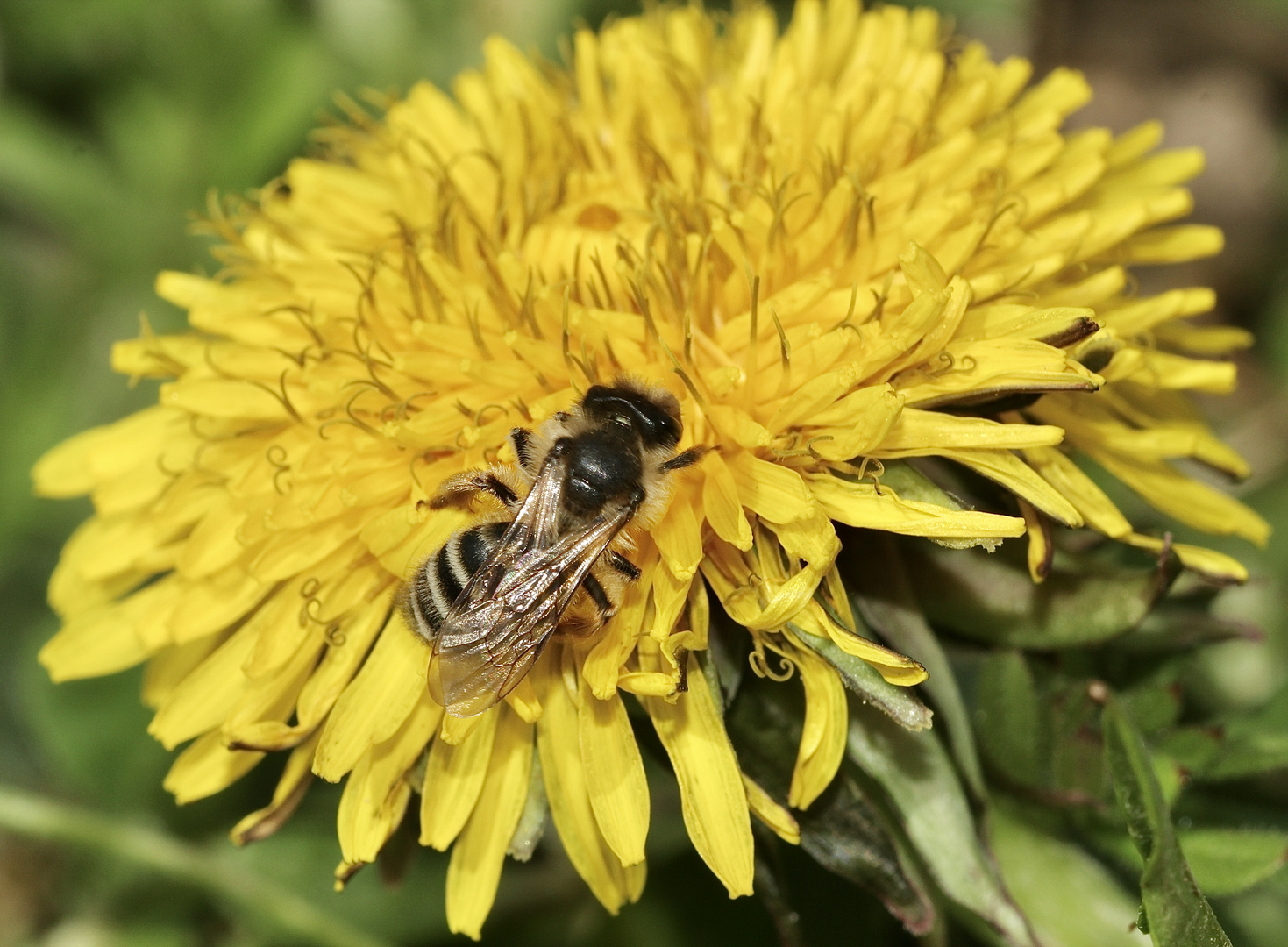 (1) Ein "stylopisiertes" Andrena flavipes-Weibchen