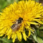 (1) Ein "stylopisiertes" Andrena flavipes-Weibchen