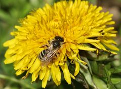 (1) Ein "stylopisiertes" Andrena flavipes-Weibchen