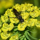 (1) Ein Weibchen der Blattwespe Tenthredo ferruginea (Symphyta, Fam. Tenthredinidae)