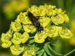 (1) Ein Weibchen der Blattwespe Tenthredo ferruginea (Symphyta, Fam. Tenthredinidae)