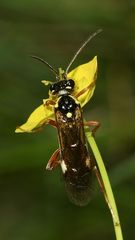 (1) Ein Weibchen der Blattwespe TENTHREDOPSIS STIGMA