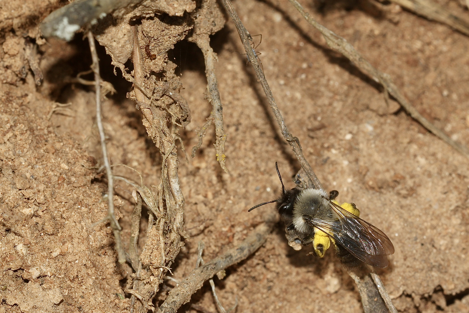 (1) Ein Weibchen der Weiden- = Vagabundierenden Sandbiene