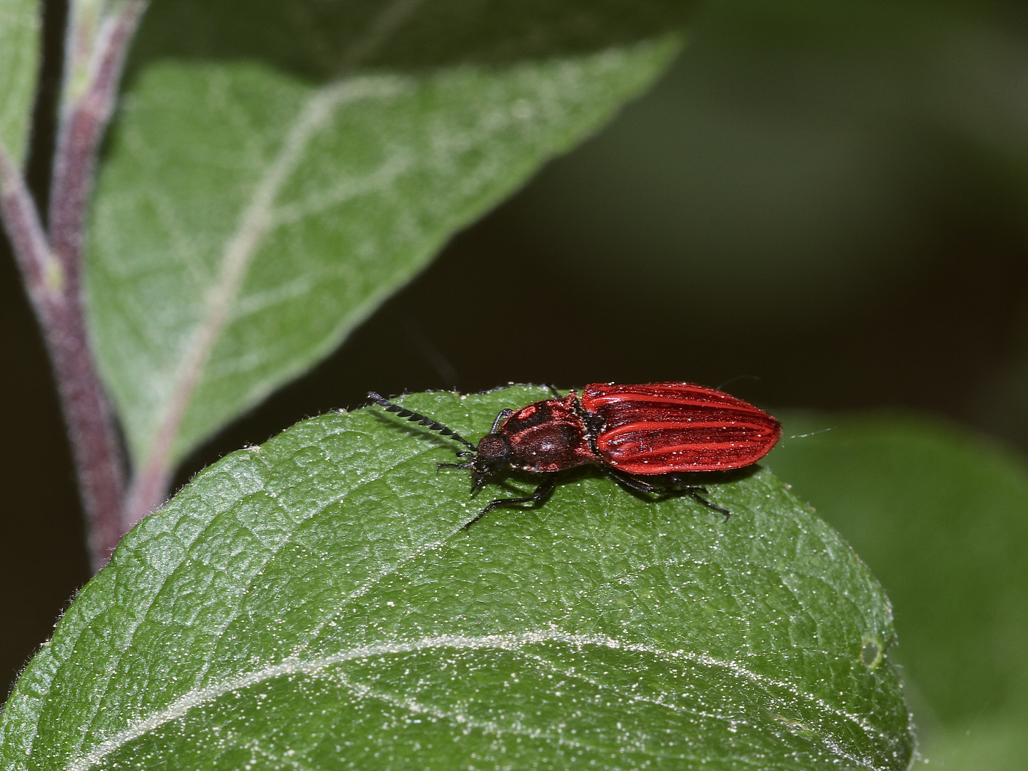 (1) Ein Weibchen des Schnellkäfers ANOSTIRUS PURPUREUS