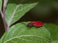 (1) Ein Weibchen des Schnellkäfers ANOSTIRUS PURPUREUS