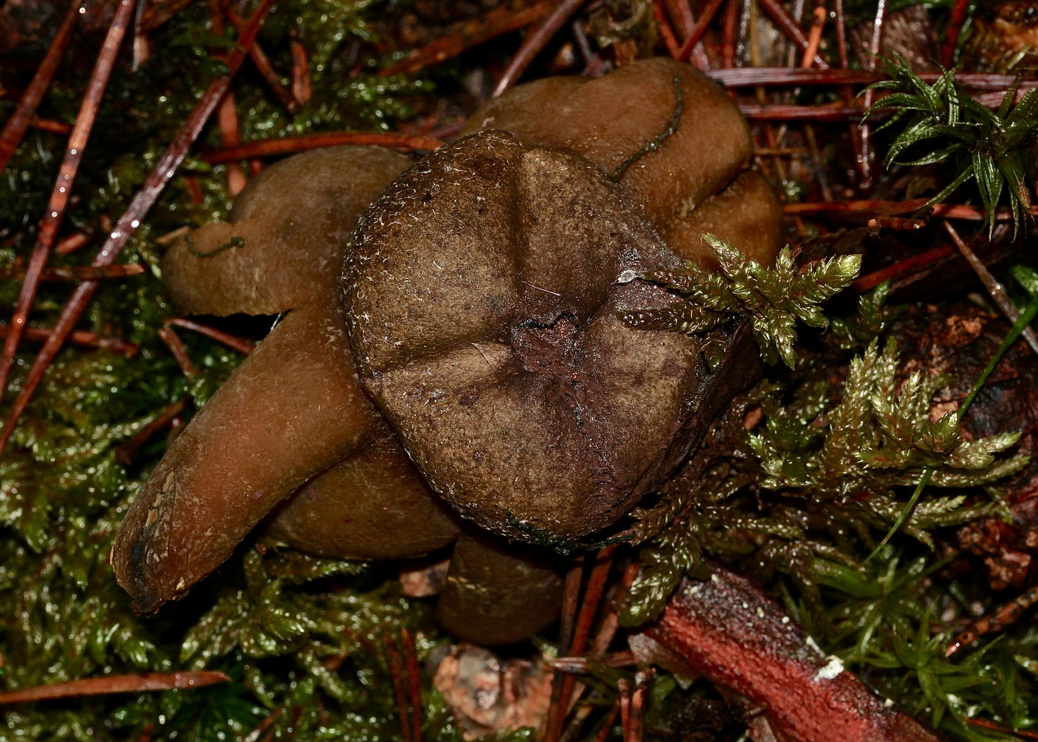 (1) EIN WETTERSTERN (ASTRAEUS HYGROMETRICUS)!