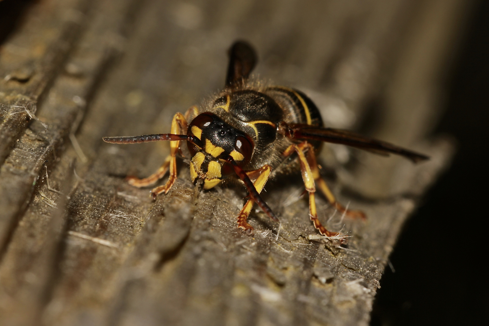 (1) Eine Arbeiterin der Mittleren Wespe (Dolichovespula media), schwarze Form