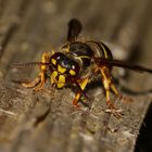 (1) Eine Arbeiterin der Mittleren Wespe (Dolichovespula media), schwarze Form