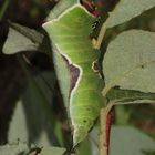 (1) Eine ausgewachsene Raupe des Großen Gabelschwanzes (Cerura vinula)!