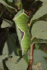 (1) Eine ausgewachsene Raupe des Großen Gabelschwanzes (Cerura vinula)!