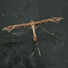 (1) Eine Federmotte (Fam. Pterophoridae) ...