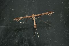 (1) Eine Federmotte (Fam. Pterophoridae) ...