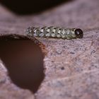 (1) Eine ganz junge Raupe der Dunkelgrünen Flechteneule (Chryphia algae)