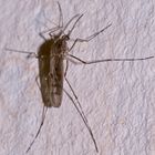 (1) Eine große weibliche Ringelmücke -  Culiseta annulata