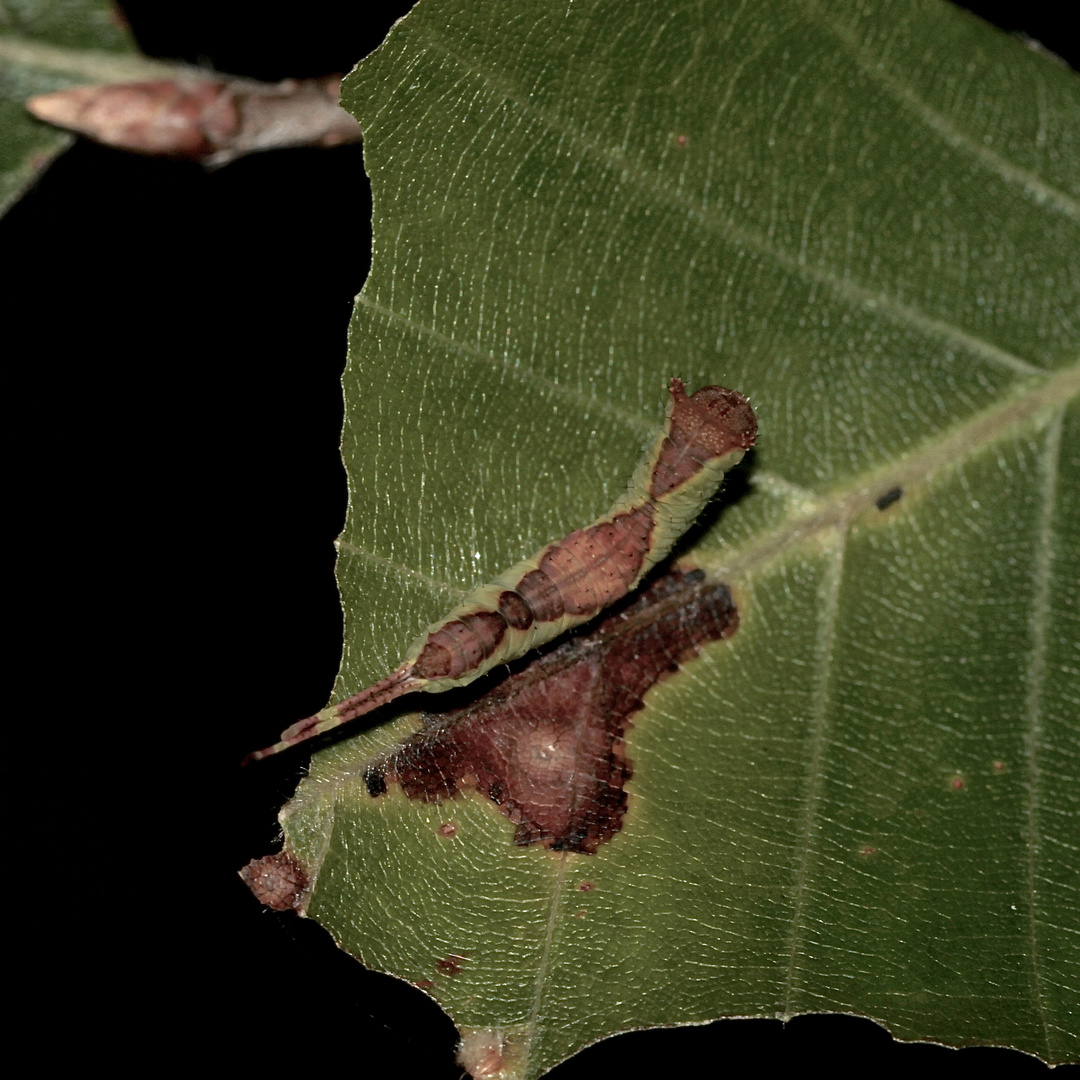 1 - Eine Raupe des Buchen-Gabelschwanzes (Furcula furcula)