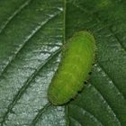 (1) Eine Raupe des Faulbaum-Bläulings (Celastrina argiolus) ...