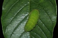 (1) Eine Raupe des Faulbaum-Bläulings (Celastrina argiolus) ...