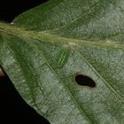 (1) Eine Raupe des Großen Schneckenspinners (Apoda limacodes)