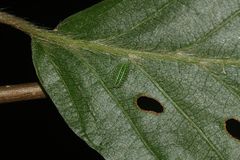 (1) Eine Raupe des Großen Schneckenspinners (Apoda limacodes)