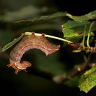 (1) Eine Raupe des Kamelzahnspinners (Ptilodon capucina) ...