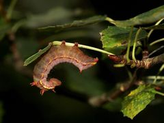 (1) Eine Raupe des Kamelzahnspinners (Ptilodon capucina) ...