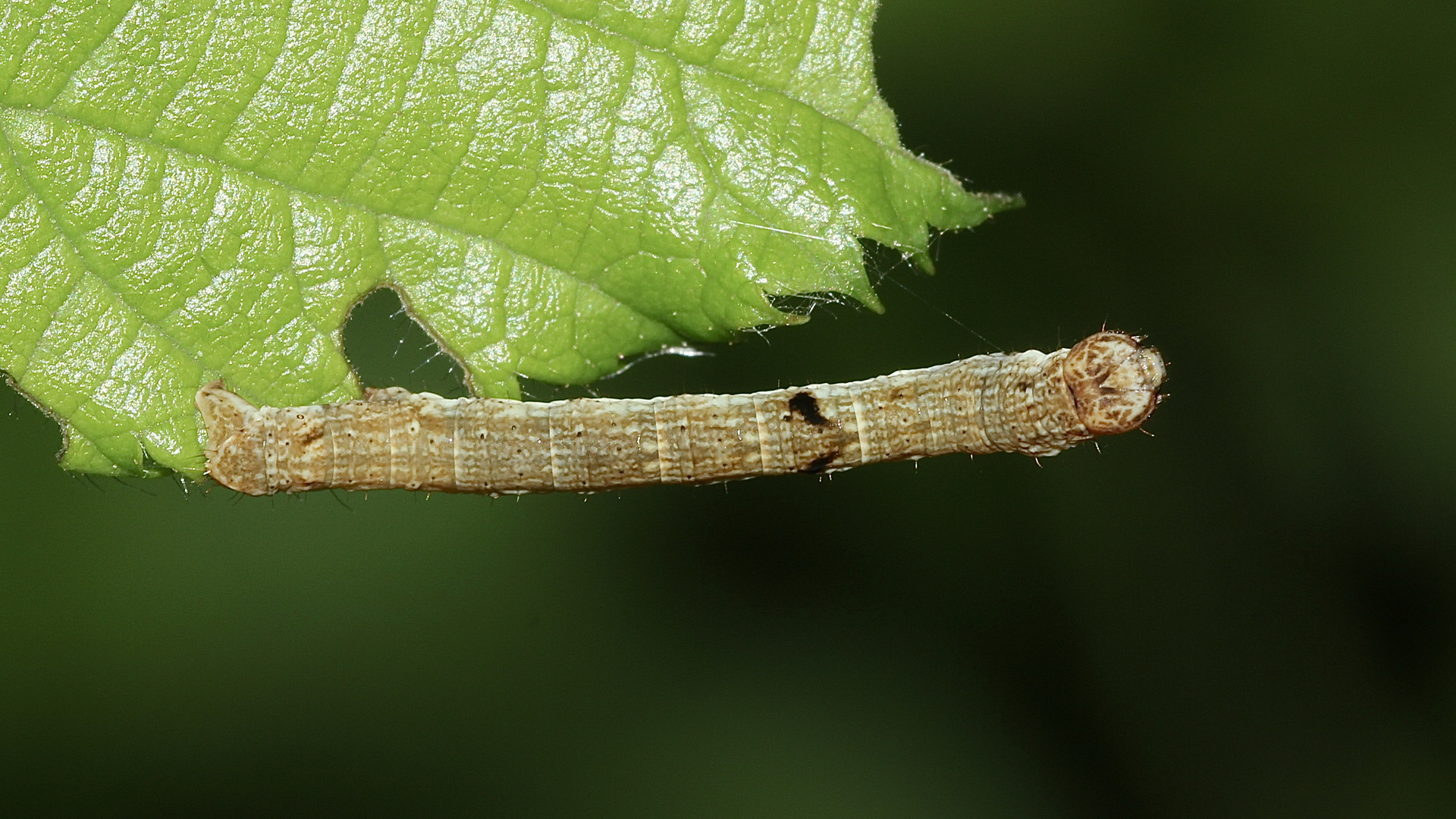  (1) Eine Raupe des Zackenbindigen Rindenspanners (Ectropis crepuscularia)