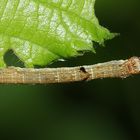  (1) Eine Raupe des Zackenbindigen Rindenspanners (Ectropis crepuscularia)