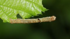  (1) Eine Raupe des Zackenbindigen Rindenspanners (Ectropis crepuscularia)