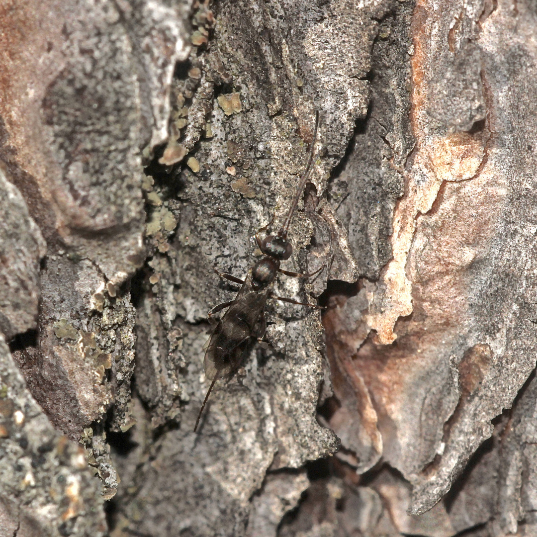 (1) Eine Schlupfwespe der Familie Ichneumonidae - Unterfamilie Cryptinae