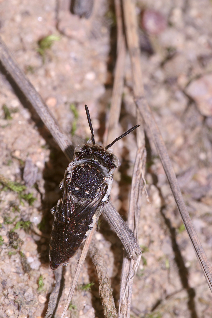 (1) Eine sehr seltene Kegelbiene - Coelioxys afra (ca. 8 mm)