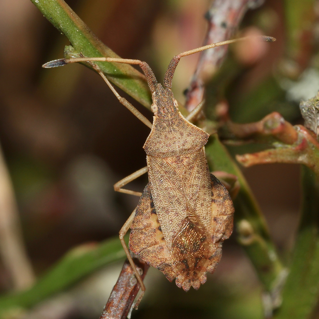 (1) Eine seltsame Gestalt - die Rhombenwanze ( Syromastus rhombeus)