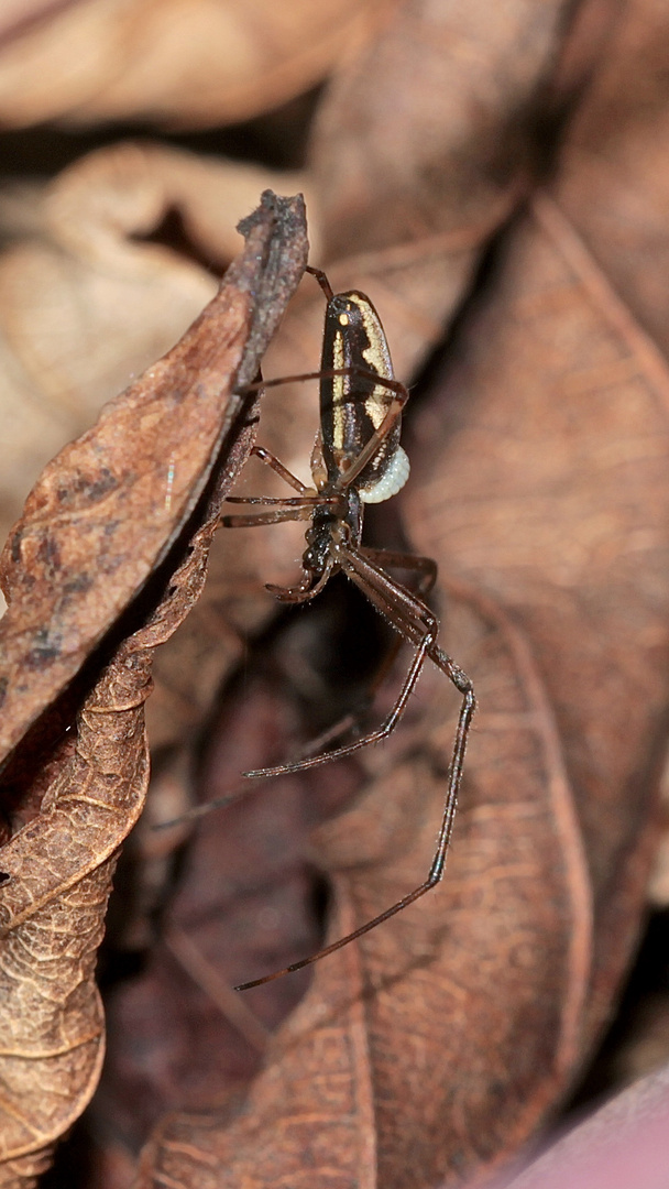 (1) Eine weibliche Berg-Streckerspinne (Tetragnatha montana) mit Schlupwespenlarve