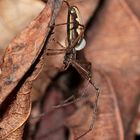 (1) Eine weibliche Berg-Streckerspinne (Tetragnatha montana) mit Schlupwespenlarve