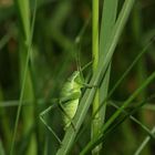(1) Eine weibliche Nymphe der Laubholz-Säbelschrecke (Barbitistes serricauda), ...