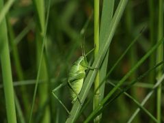 (1) Eine weibliche Nymphe der Laubholz-Säbelschrecke (Barbitistes serricauda), ...