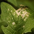 (1) Einiges vom Aurorafalter (Anthocharis cardamines), erlebt an einem einzigen Tag!