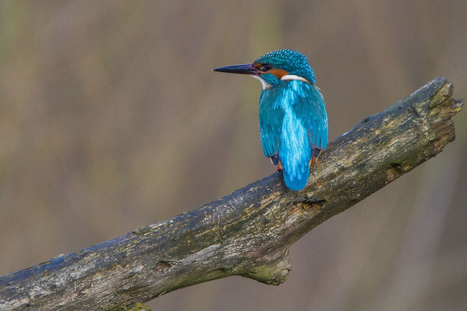 1. Eisvogel 2016 II