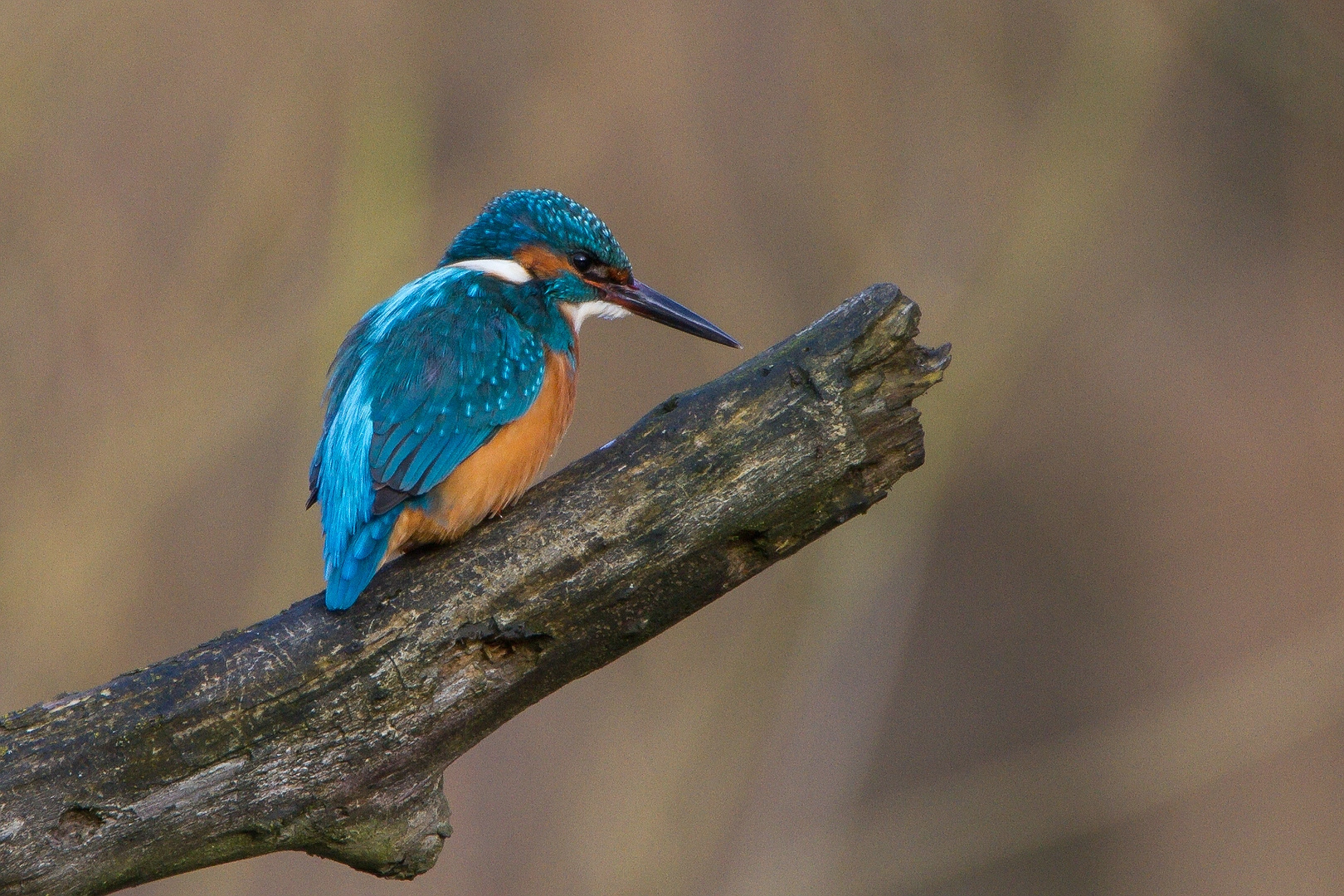 1. Eisvogel 2016 (NSG Heisinger Ruhraue)