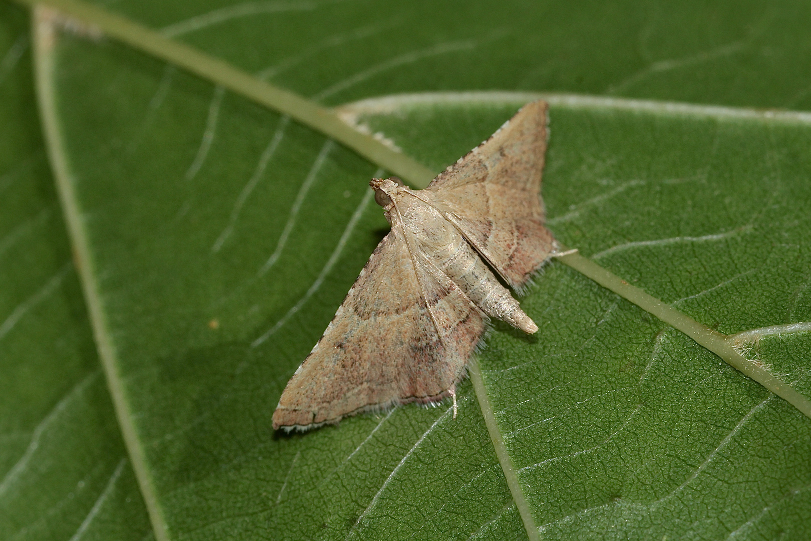 (1) ENDOTRICHA FLAMMEALIS - der GEFLAMMTE KLEINZÜNSLER