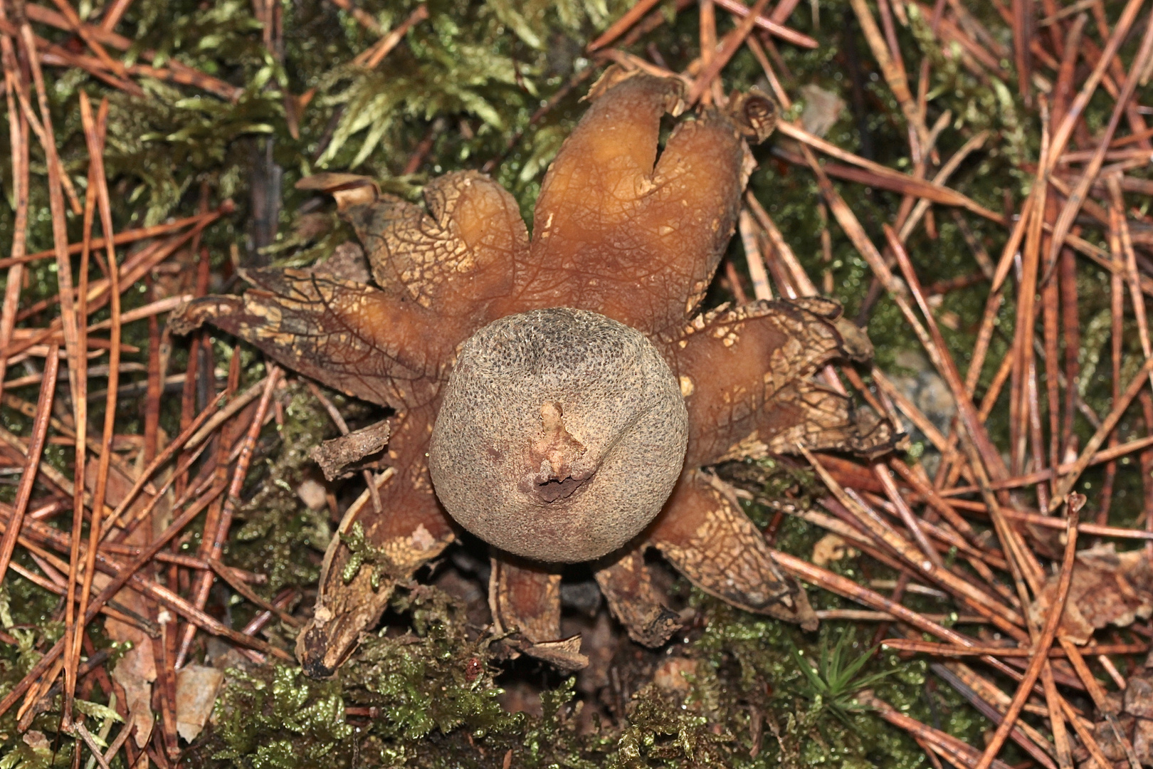 (1) ERDSTERNE - WETTERSTERN