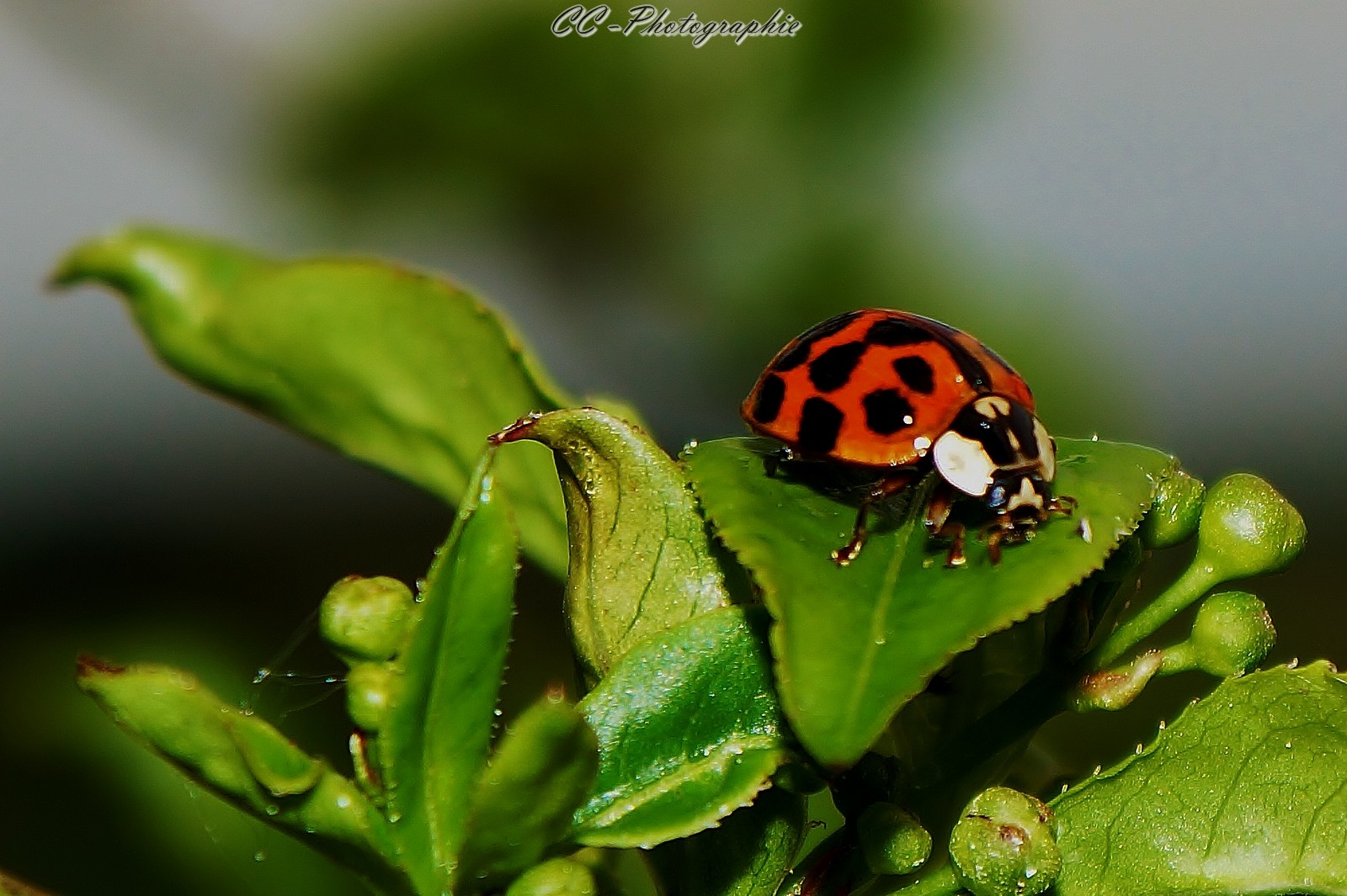 1 ére macro de coccinelle