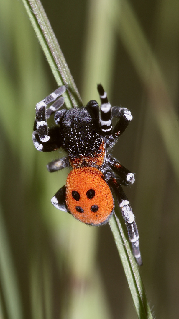 (1) ERESUS SANDALIATUS - DIE GERINGELTE RÖHRENSPINNE