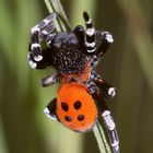 (1) ERESUS SANDALIATUS - DIE GERINGELTE RÖHRENSPINNE