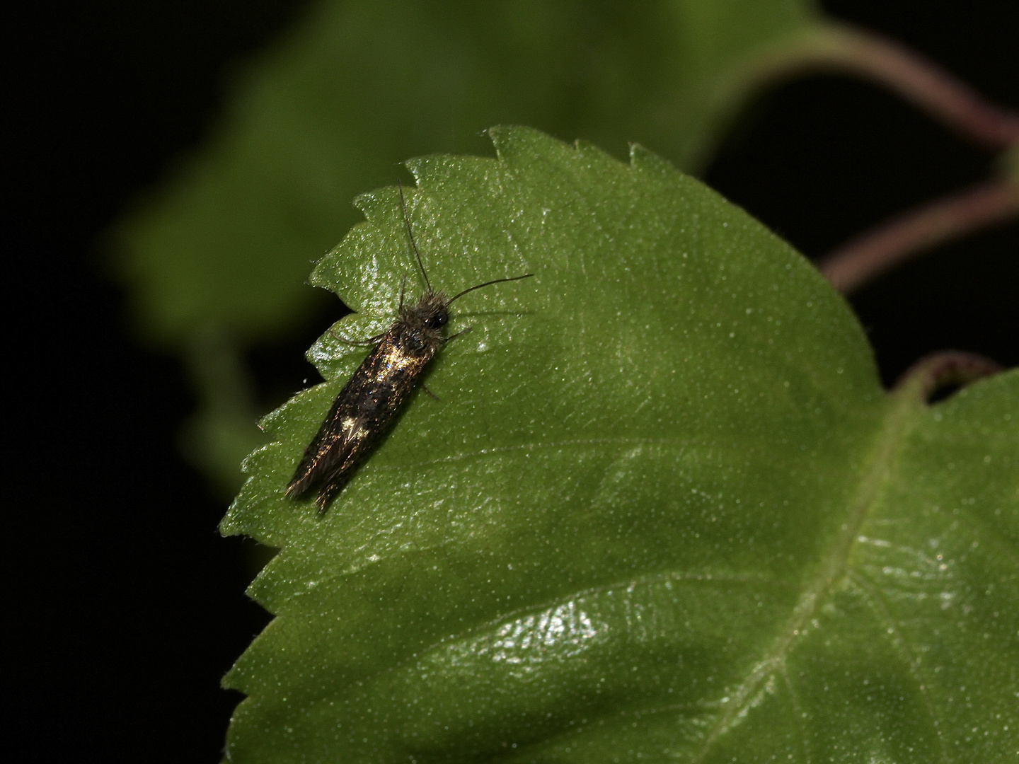 (1) Eriocrania semipurpurella oder sangii aus der Familie der Trugmotten (Eriocraniidae)