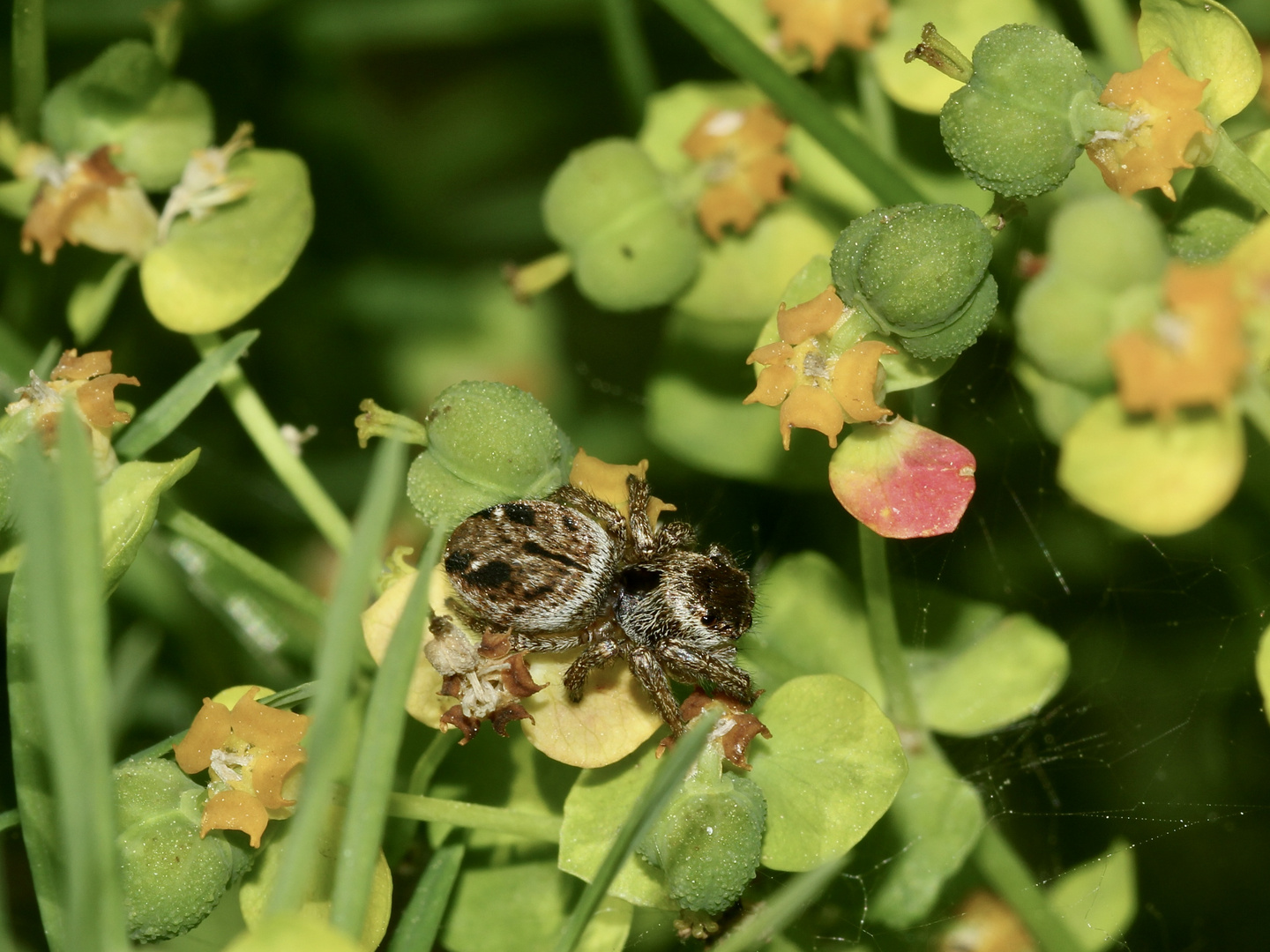 (1) EVARCHA ARCUATA, eine relativ häufige Springspinne ...