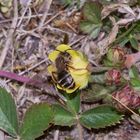 (1) FÄCHERFLÜGLER (Ordnung STREPSIPTERA)