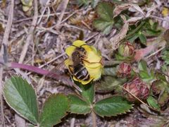 (1) FÄCHERFLÜGLER (Ordnung STREPSIPTERA)